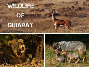 Wild life and Ecotourism of Gujarat